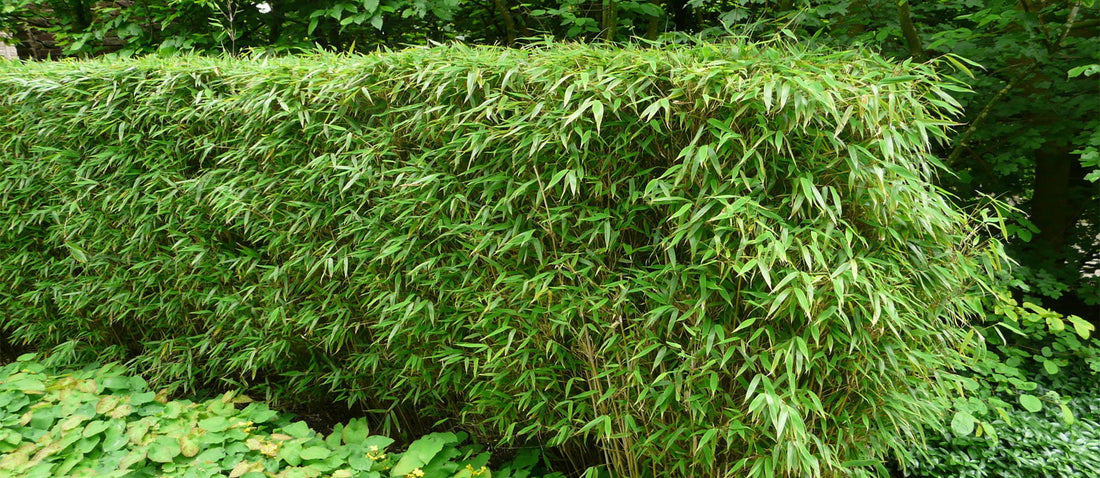 Bamboo Fargesia
