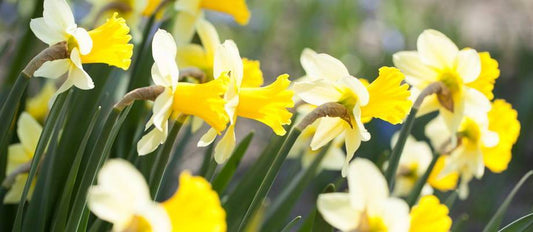 Narcissi are the first ray of sunshine in spring