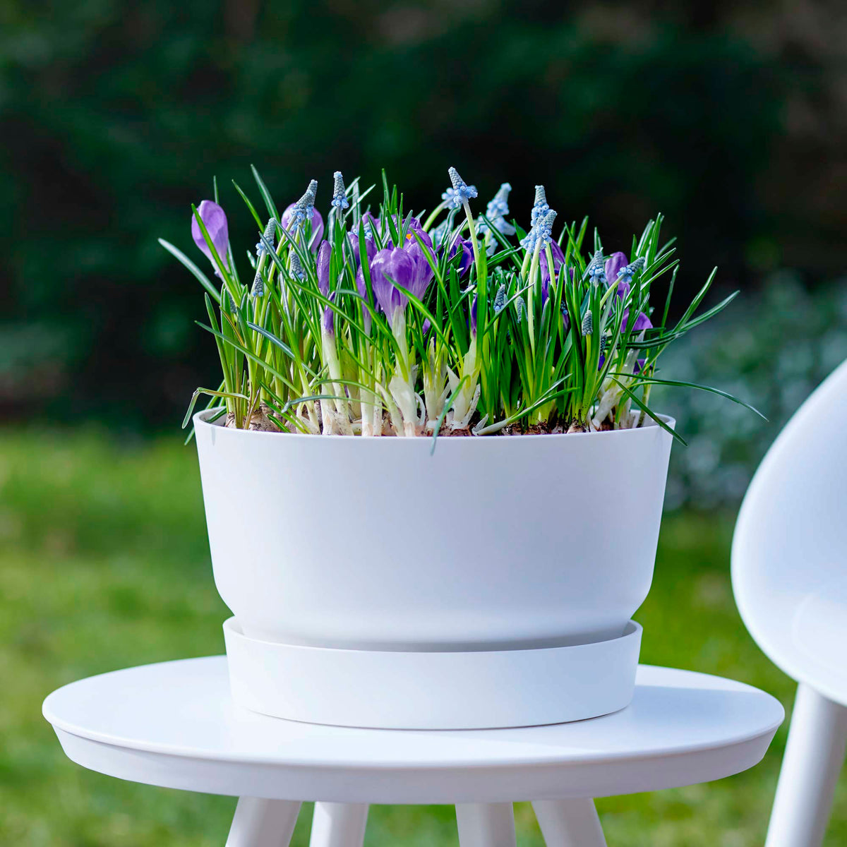 Flower Bulbs in Pots