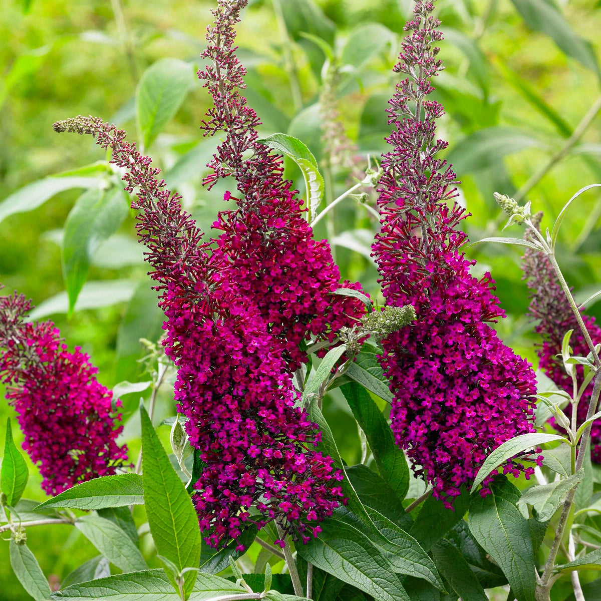 Shrubs