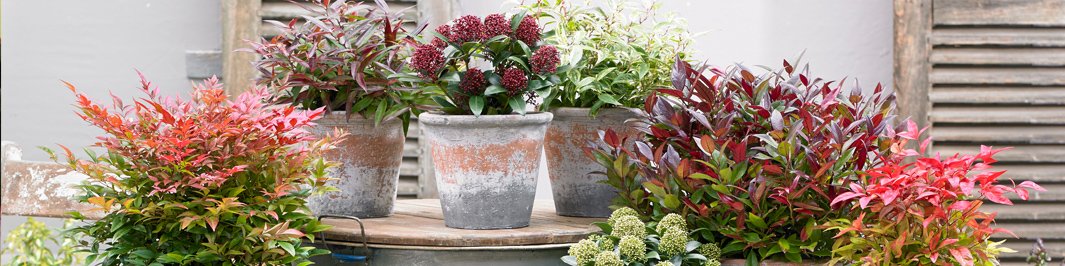 Evergreen Shrubs