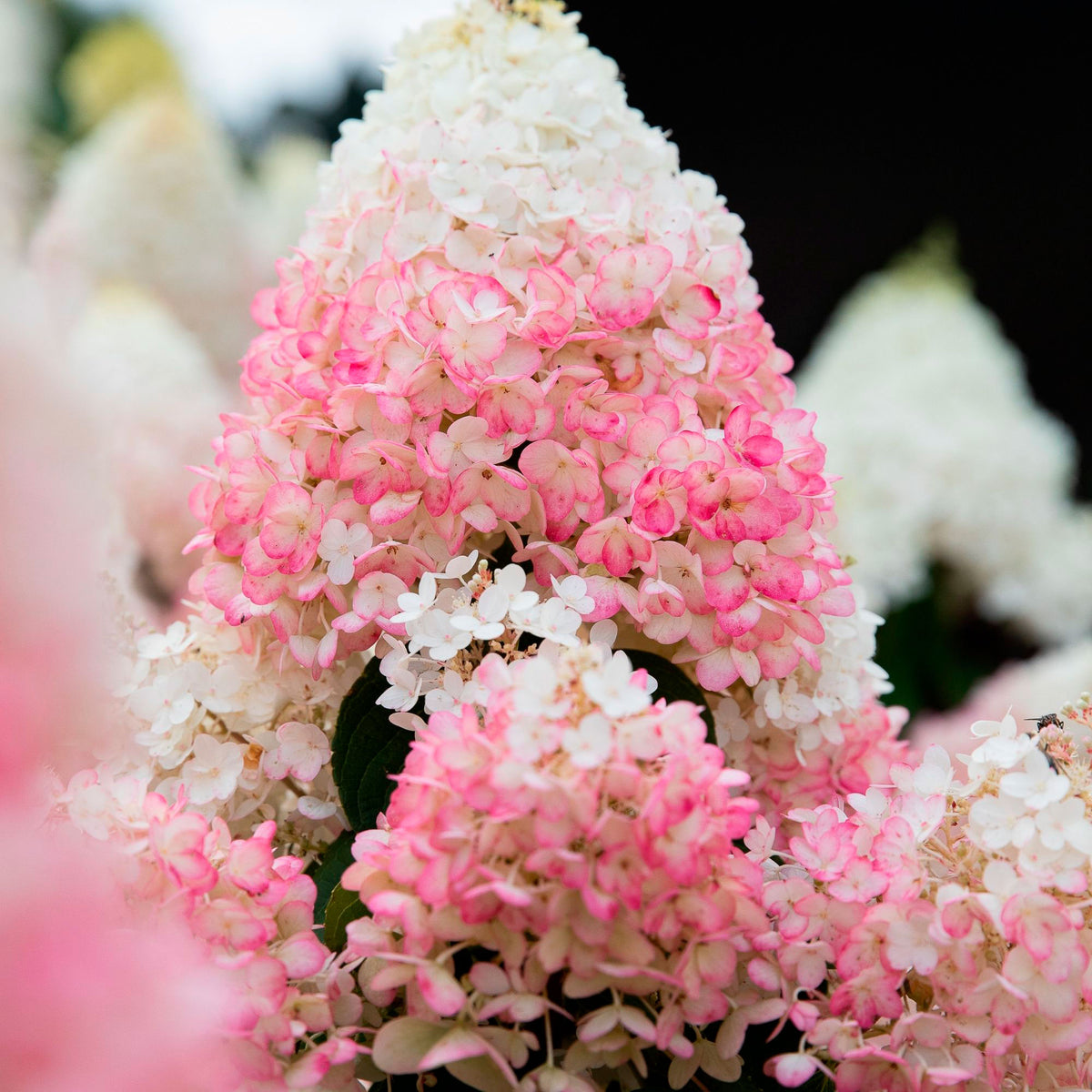 Hydrangea