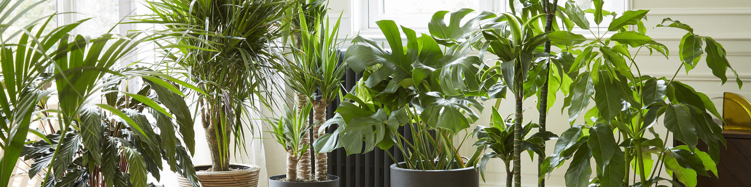 Large Indoor Plants