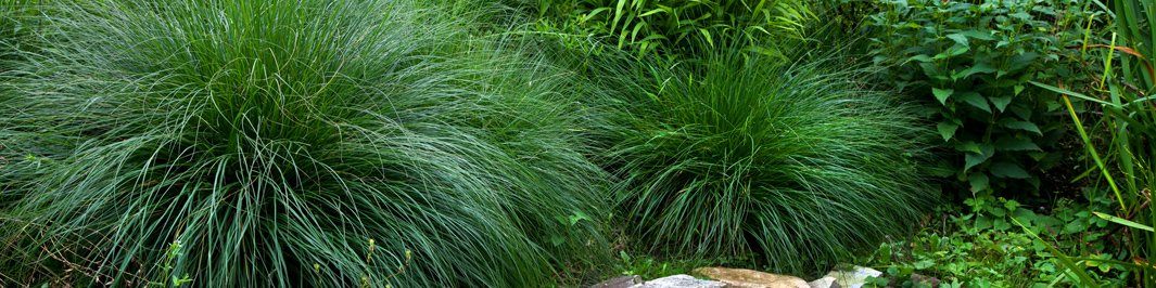 Ornamental grasses and bamboo