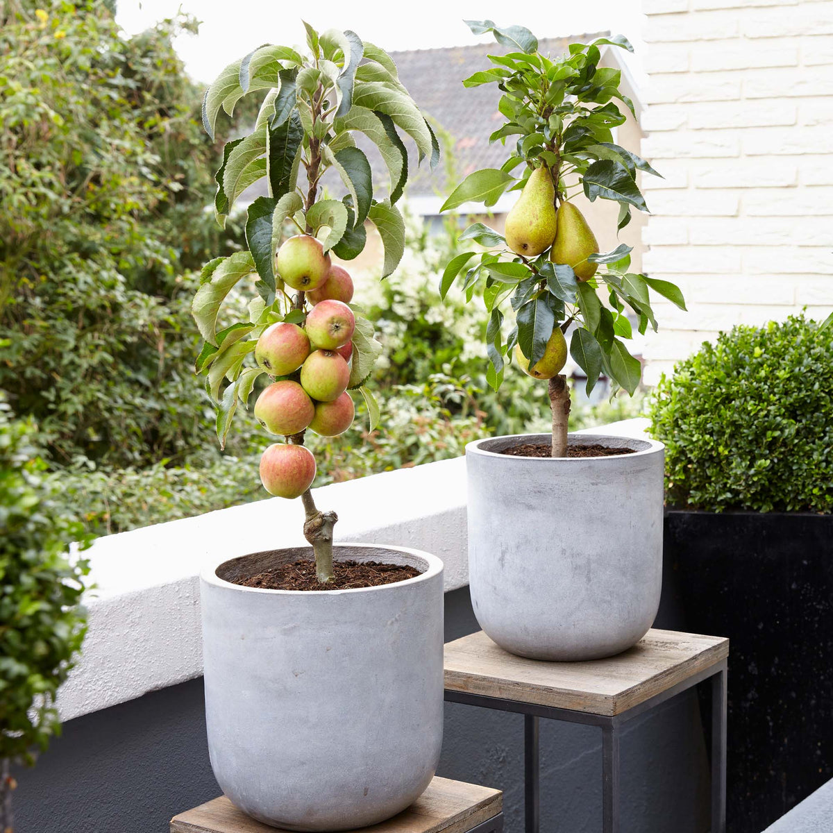 Fruit Trees