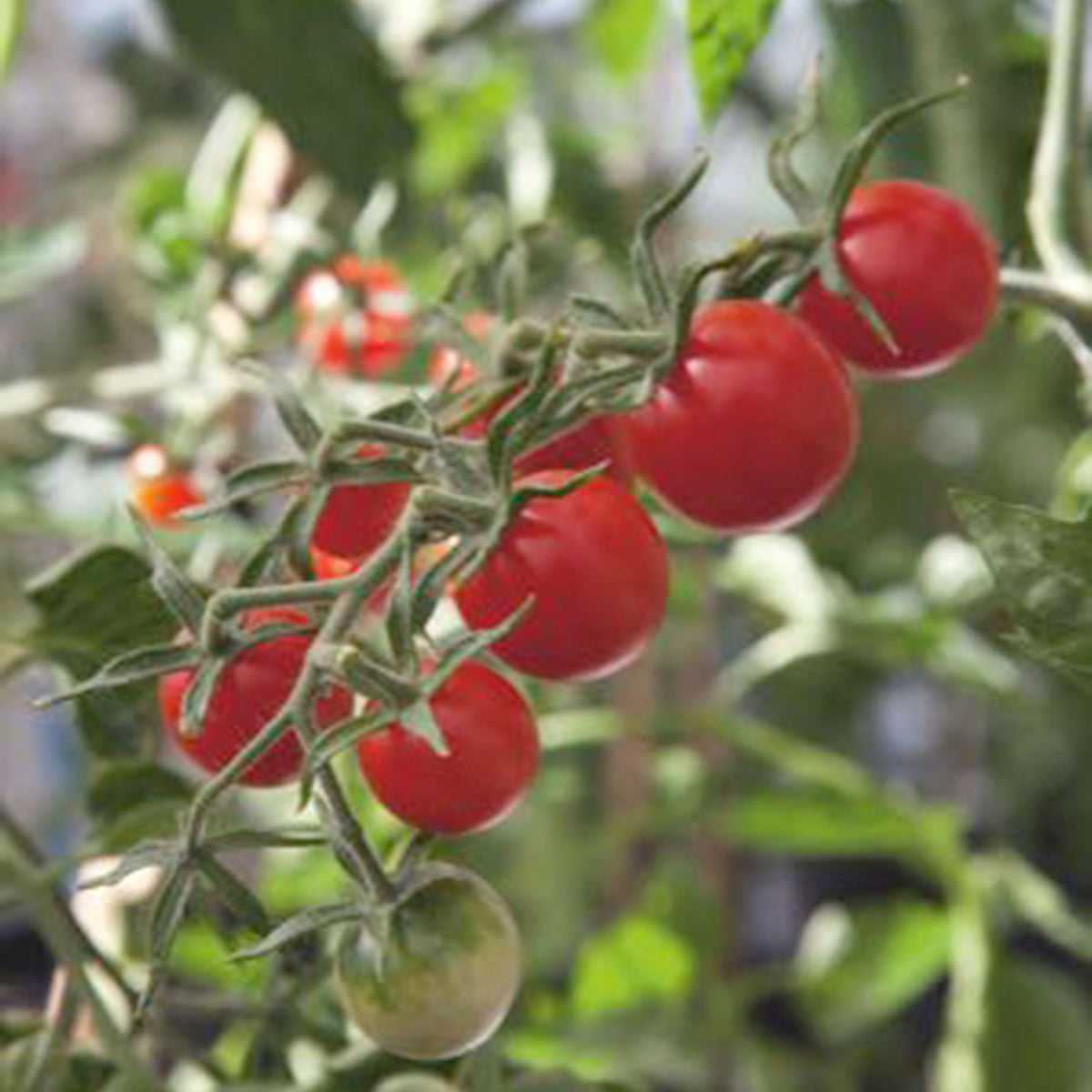 Vegetables