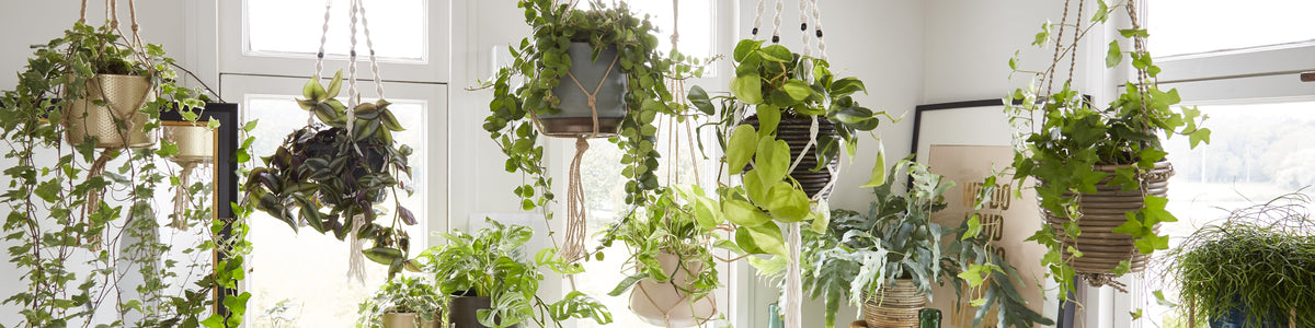 Hanging plants