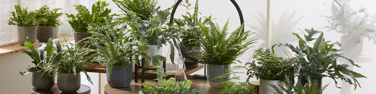 Ferns