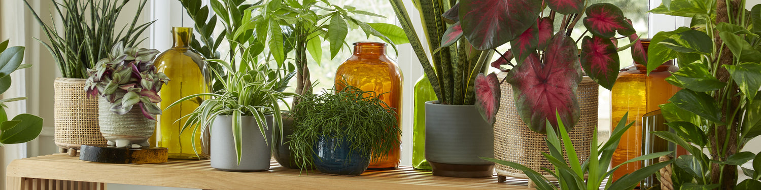 Easy-care indoor plants