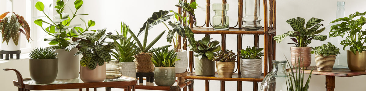 Small indoor plants
