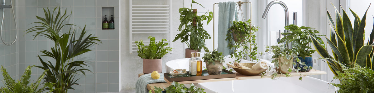 Bathroom plants