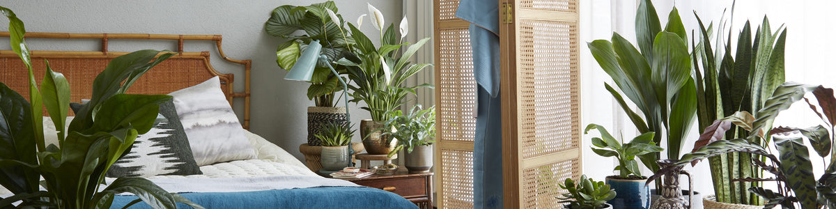 Bedroom plants