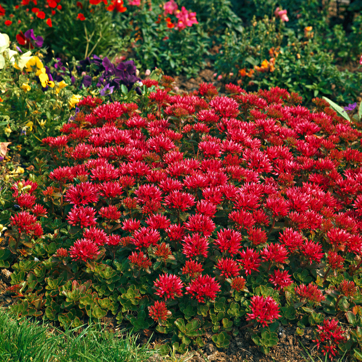 Flowering garden plants