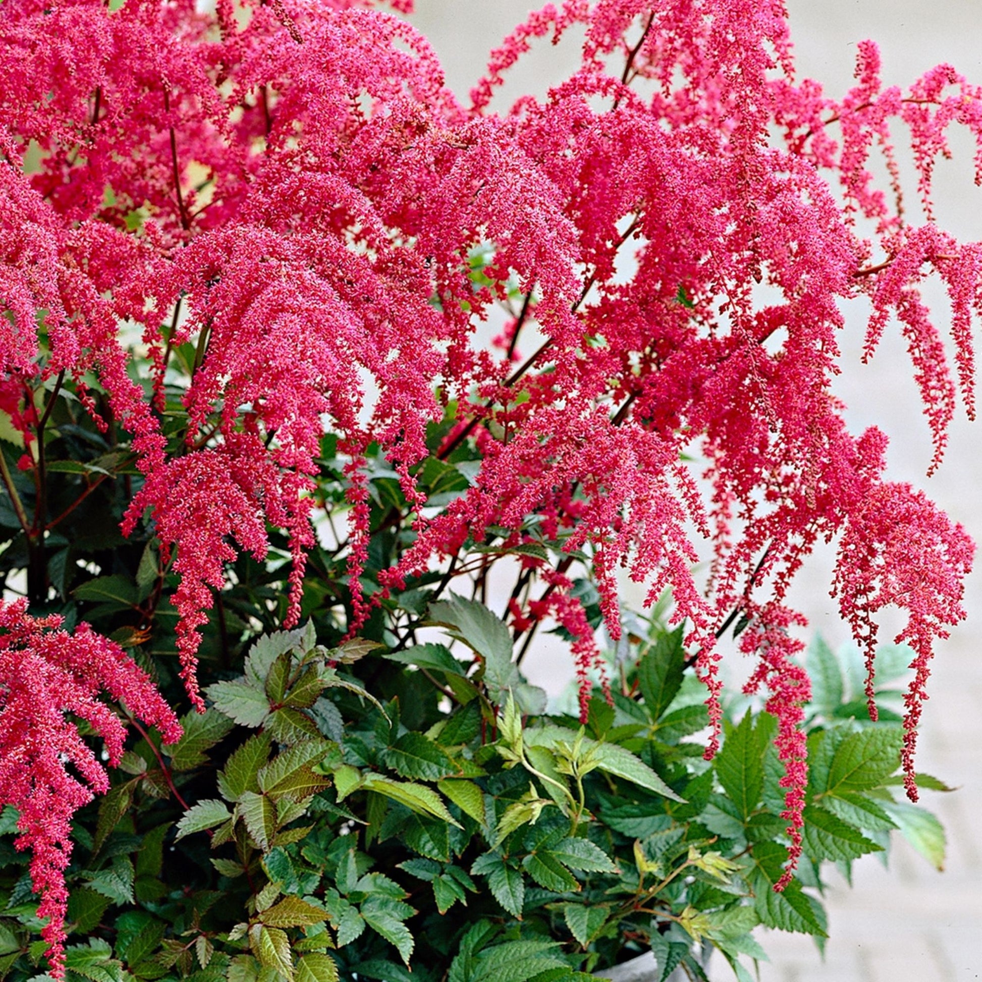 Perennials for Sale Buy Perennial Plants Online