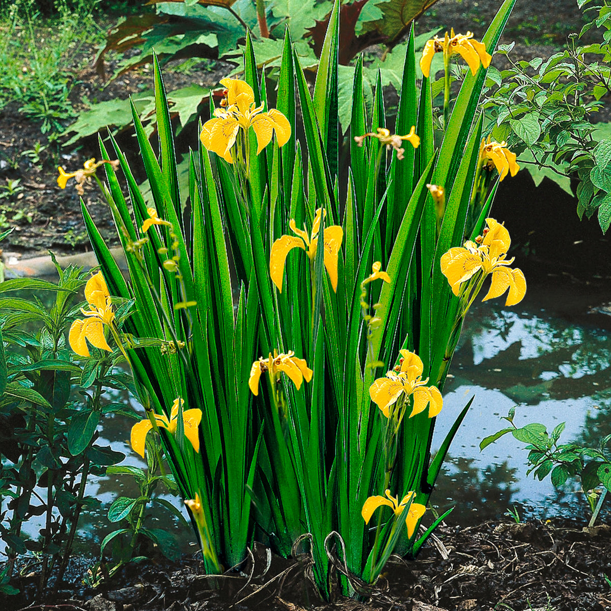 Waterside plants