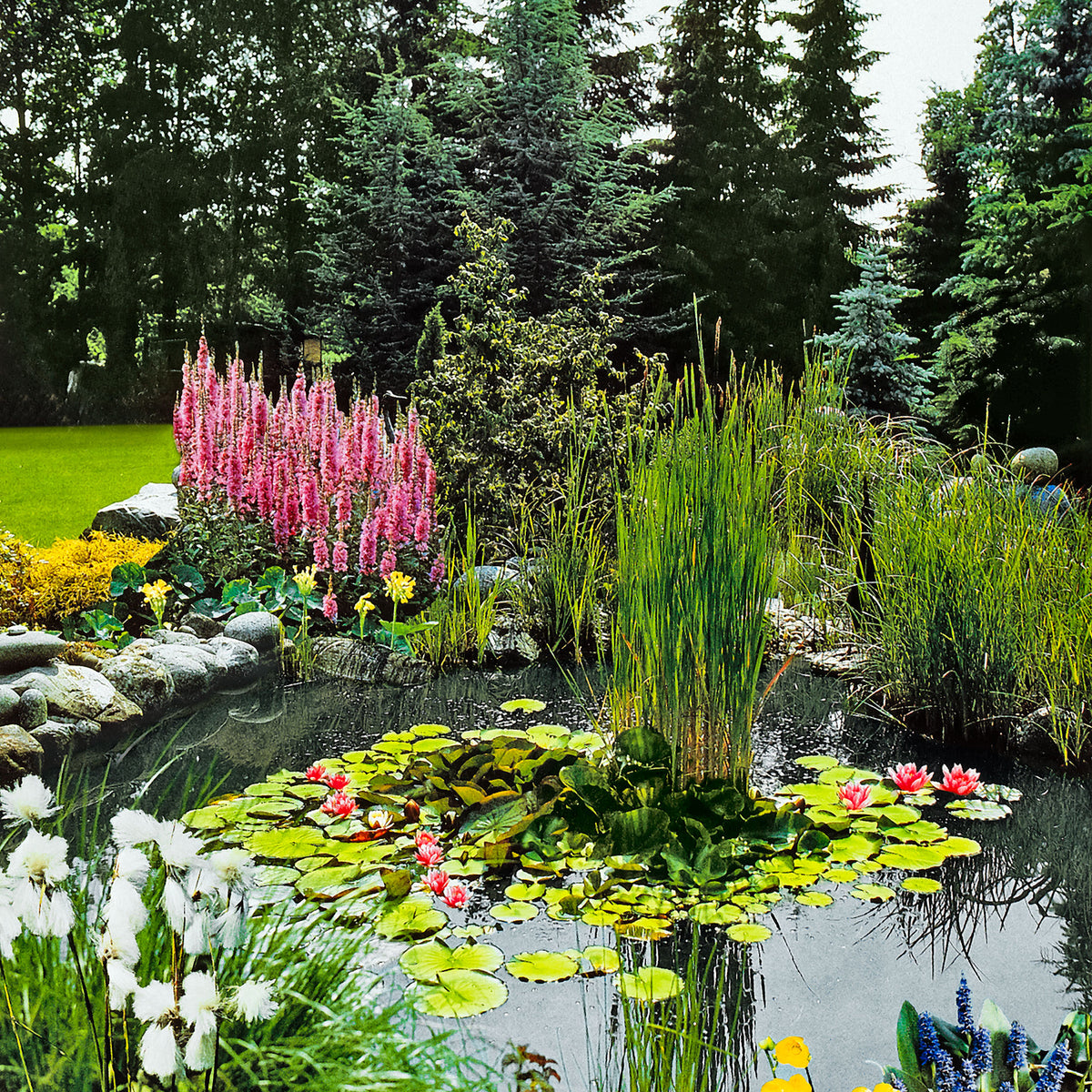Oxygenating aquatic plants