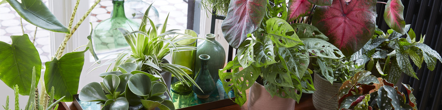 Trendy indoor plants