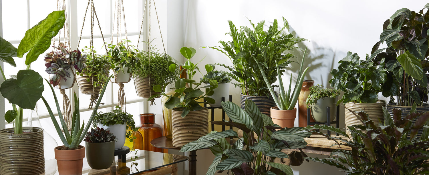 Indoor plants in decorative pot
