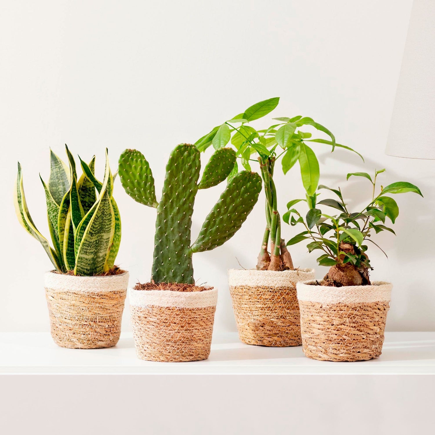 Plants in a pot