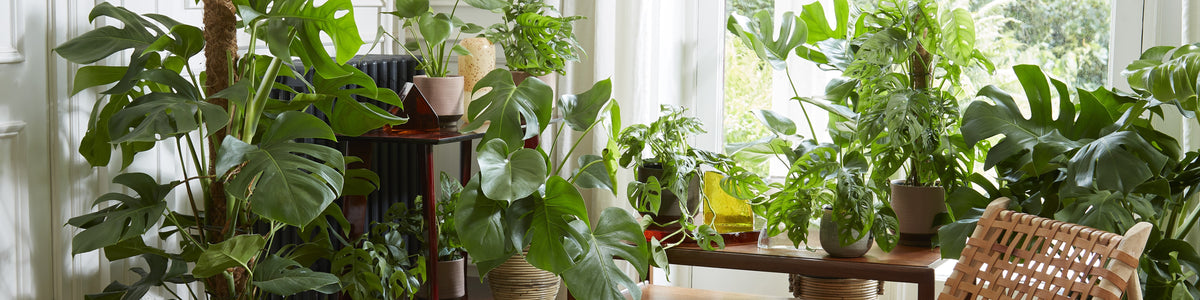 Swiss cheese plant - Monstera