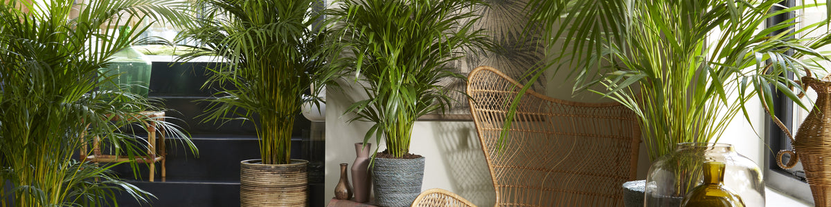 Areca Palm - Dypsis