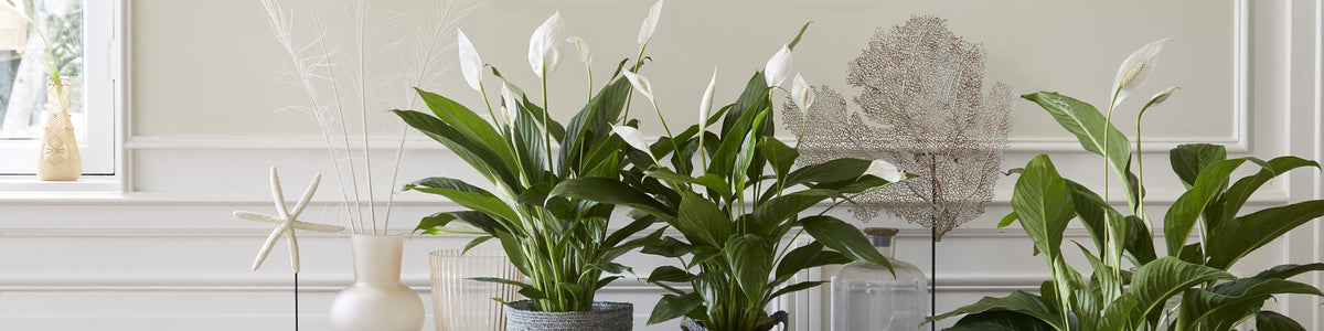 Peace lily - Spathiphyllum