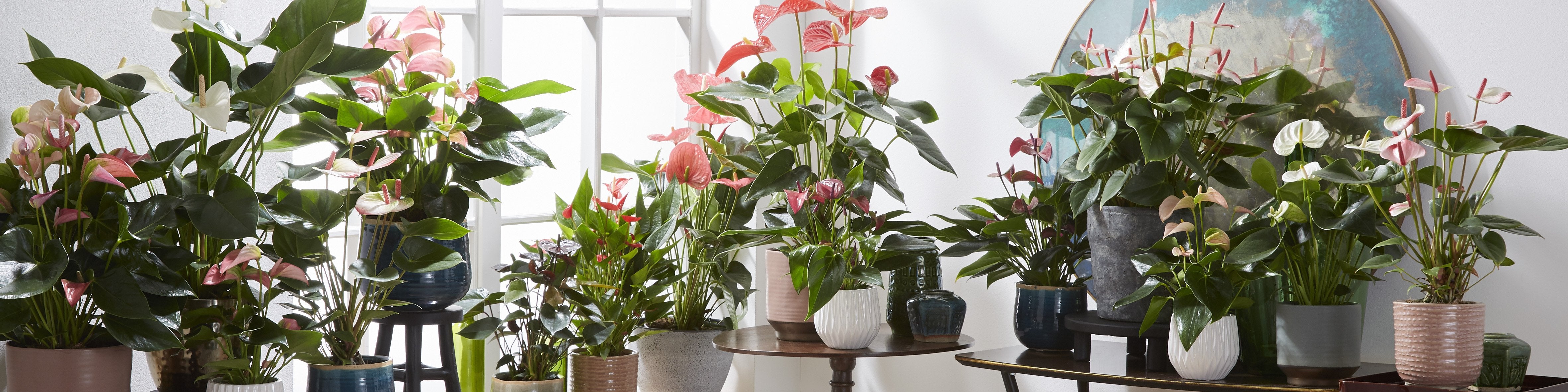 Flamingo plant - Anthurium | Bakker.com