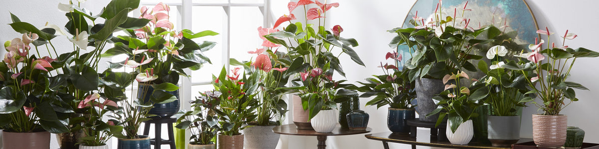 Flamingo plant - Anthurium
