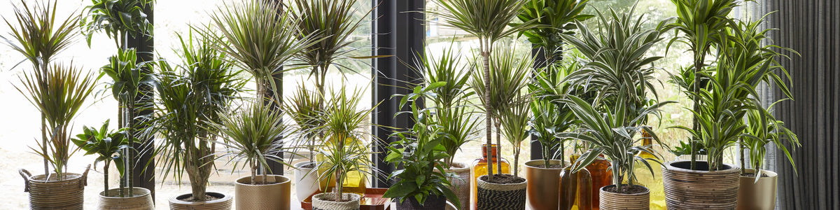 Dracaena