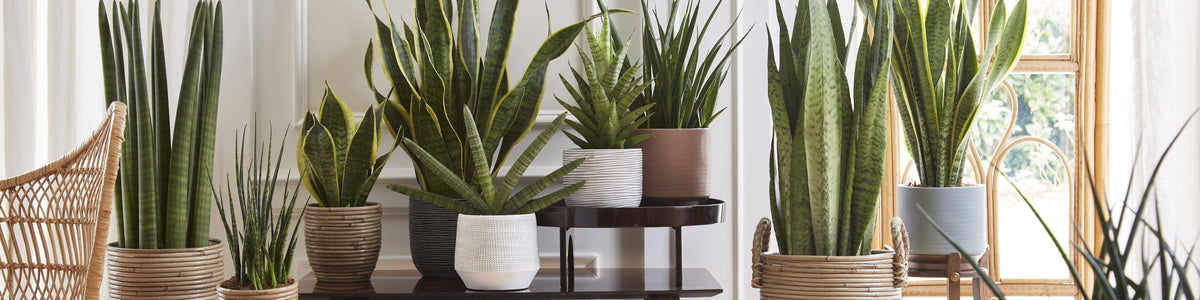 Snake plant - Sansevieria