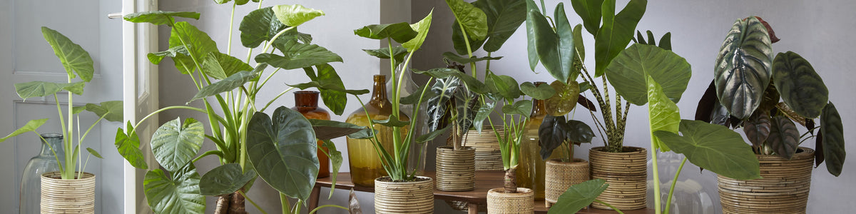 Elephant's ear - Alocasia