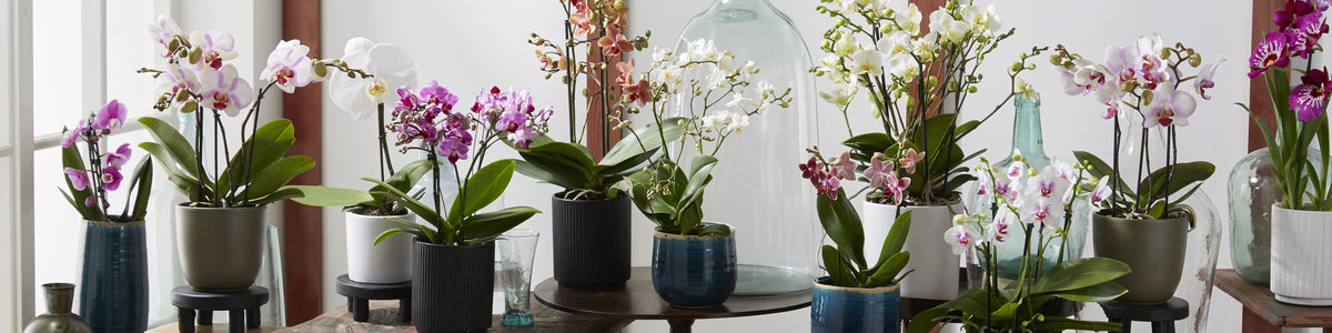 Orchid - Phalaenopsis