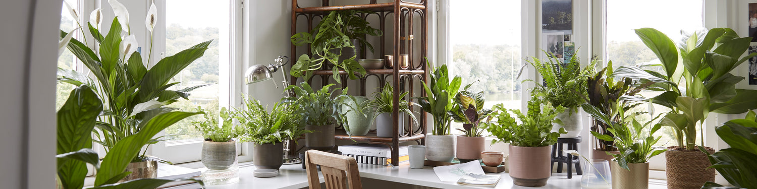 Air-purifying indoor plants