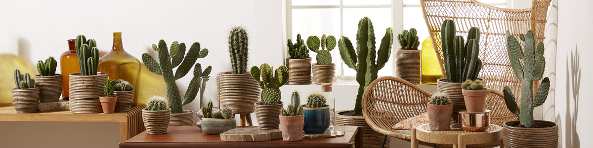 Cactus
