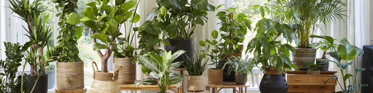 More green indoor plants