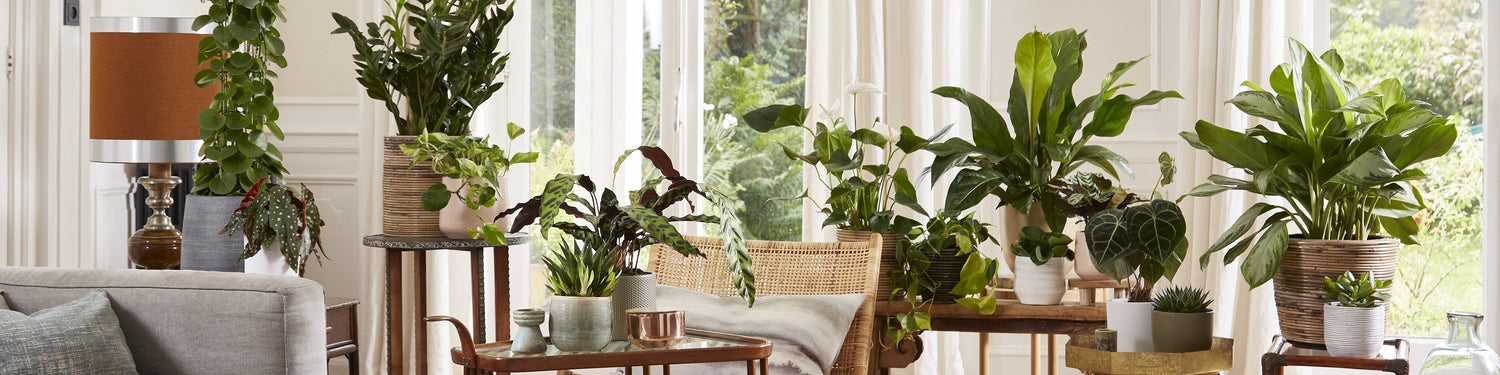 Living room plants