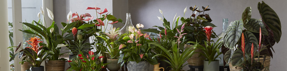 More flowering indoor plants