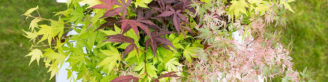 Japanese maple - Acer palmatum