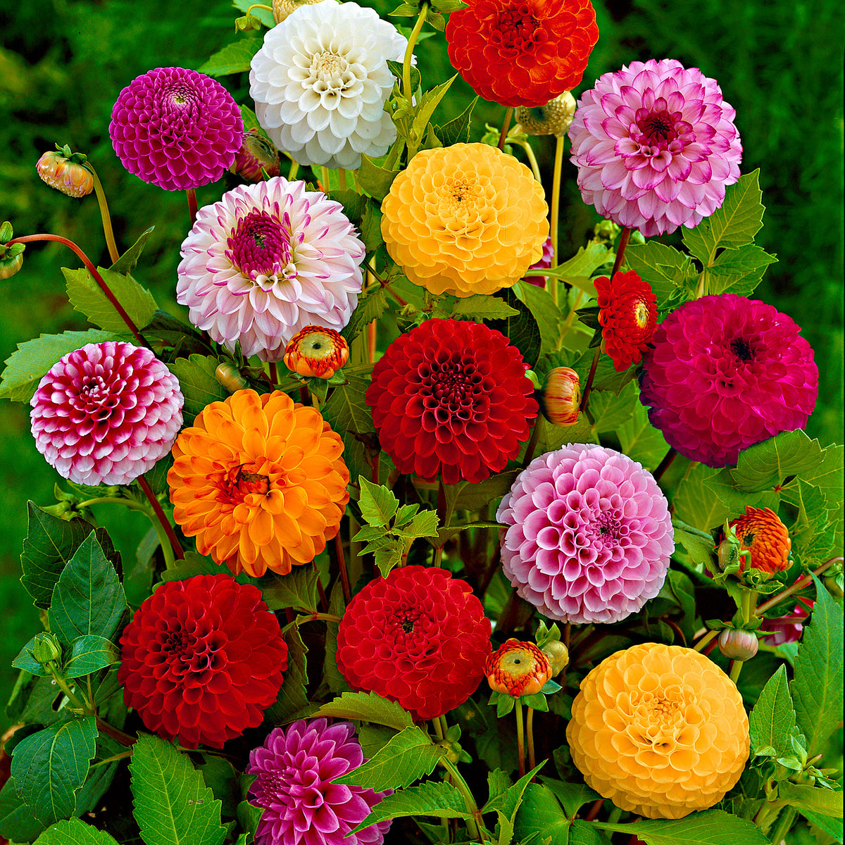 Summer bulbs