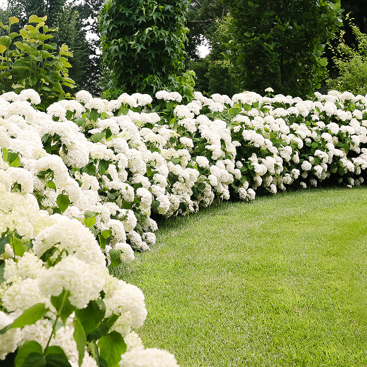 Flowering shrubs