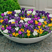 25x Large-flowered Crocus Crocus grandiflorus - Mix 'Sensation'