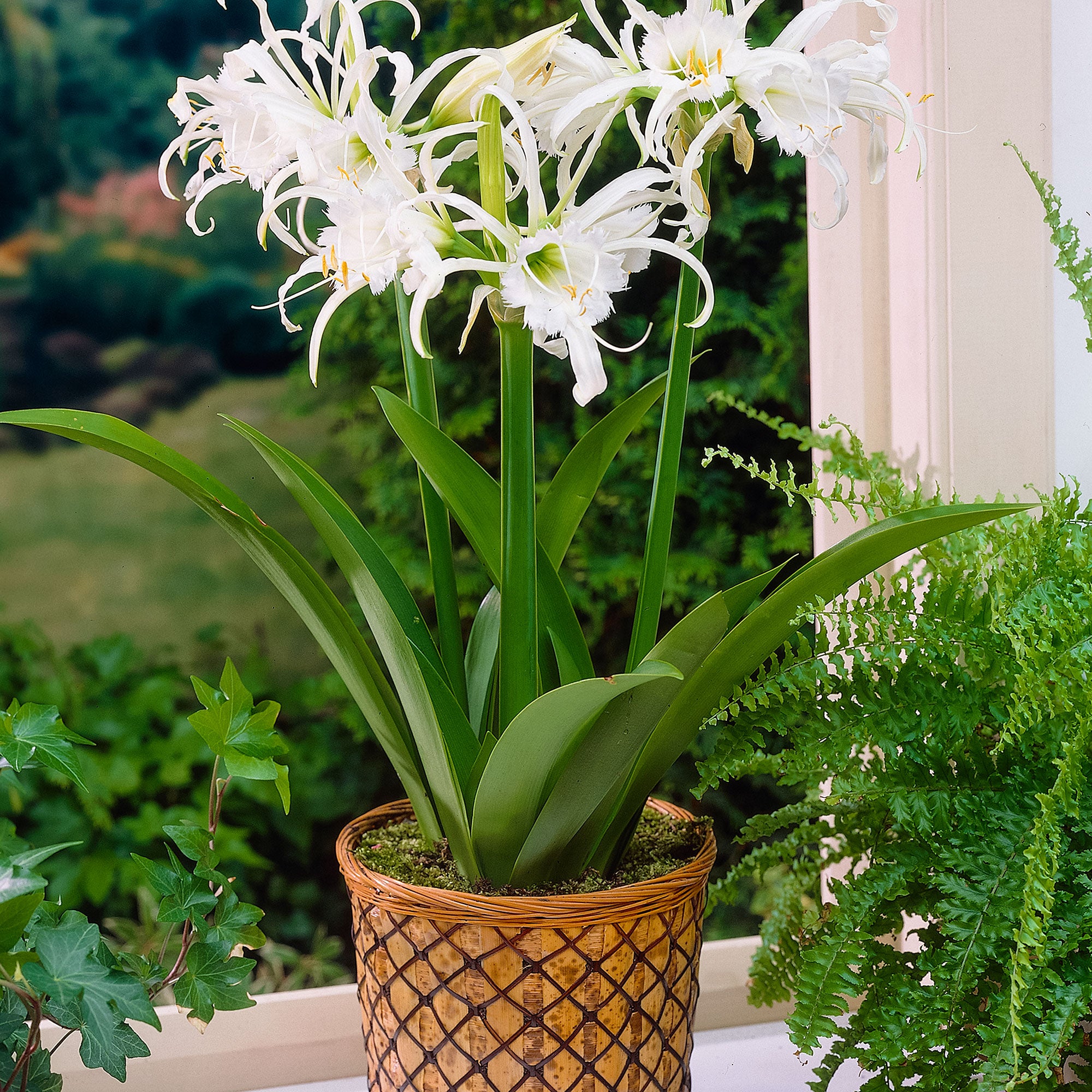 NO 49 Tama@プロフ様Flower end Garden5段White Buy Ismene 'Zwanenburg' white | Bakker.com