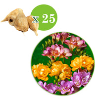 25x Double-flowered freesia Freesia - Mix