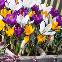 50x Large-flowered Crocus Crocus grandiflorus - Mix 'The Happiest'