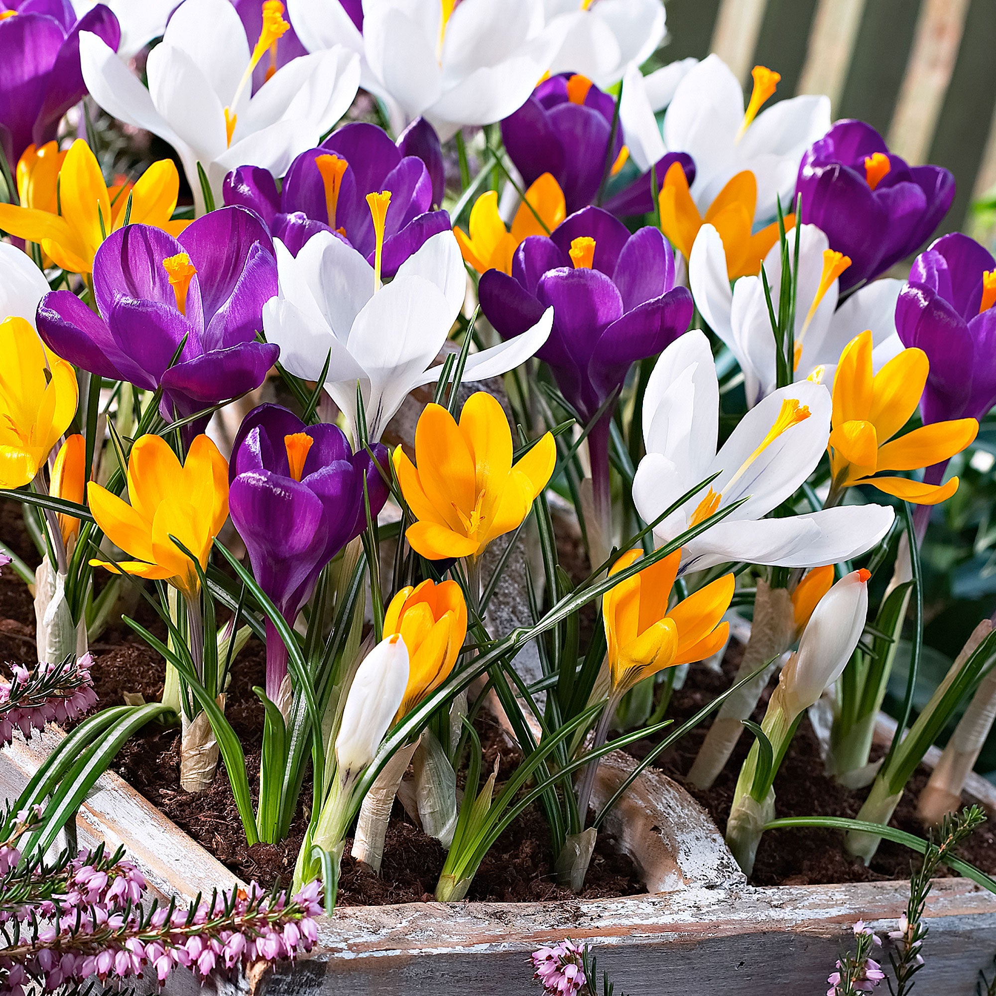 Buy 50x Large-flowered Crocus Crocus grandiflorus - Mix 'The Happiest ...