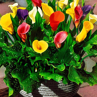 3x Arum lily yellow-red-pink
