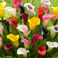 3x Arum lily yellow-red-pink