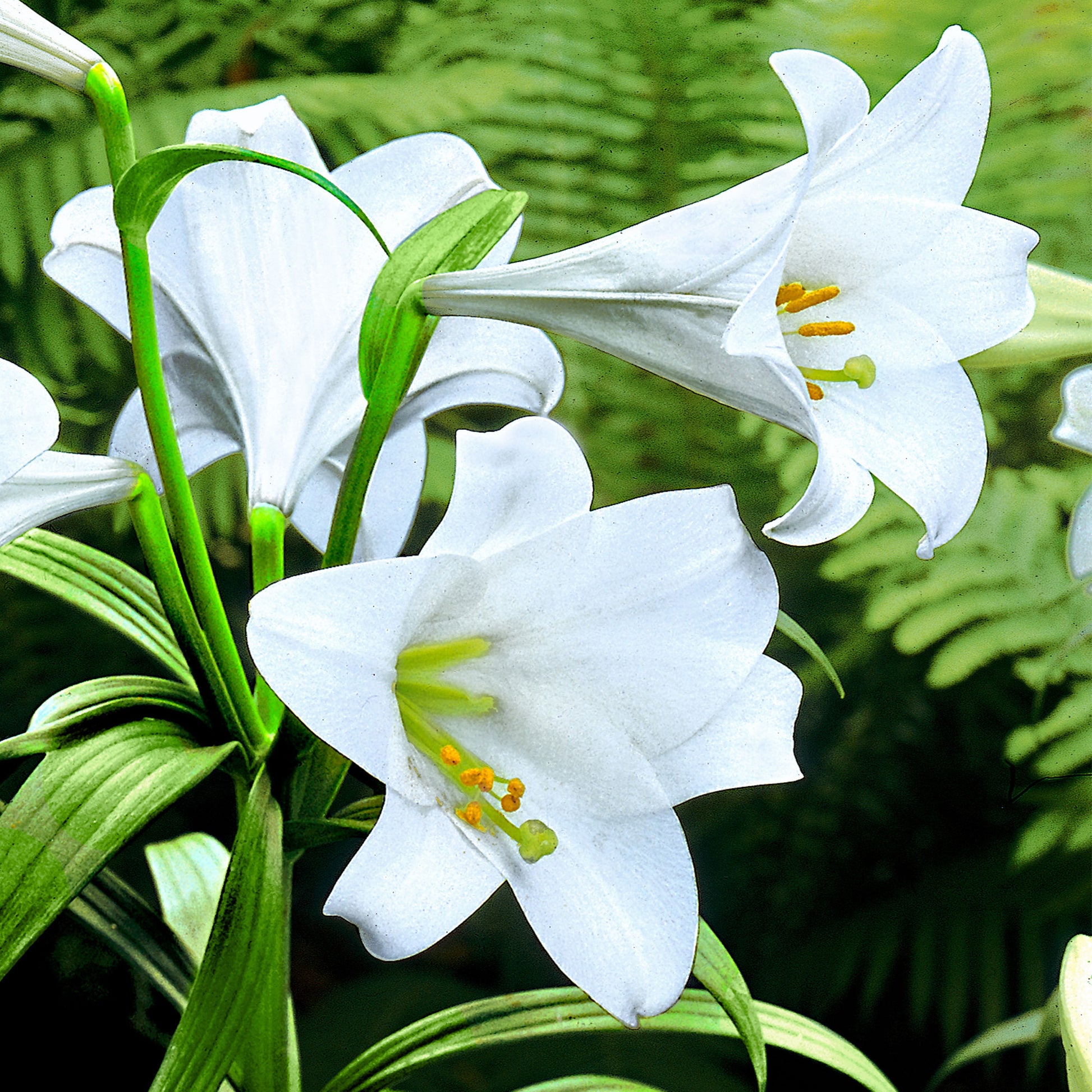 longiflorum lily white heaven 5x Lily 'White Heaven' white