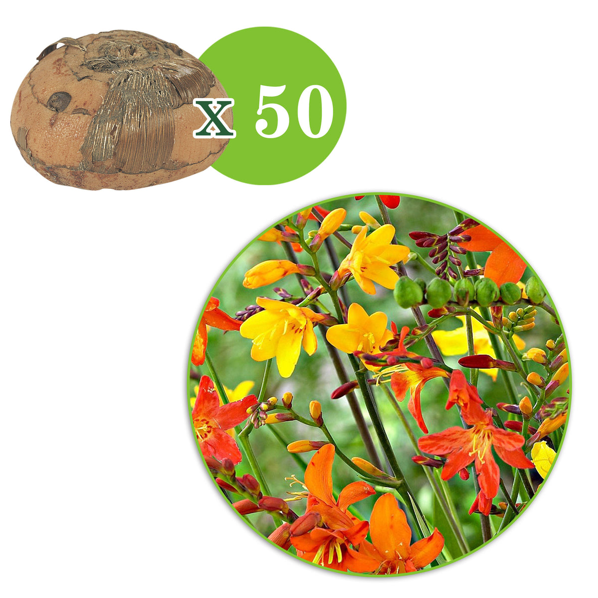 50x Crocosmia - Mix red-orange-yellow