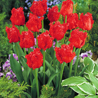 10 x Fringed Tulips